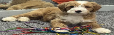 Australian Labradoodle Tom H