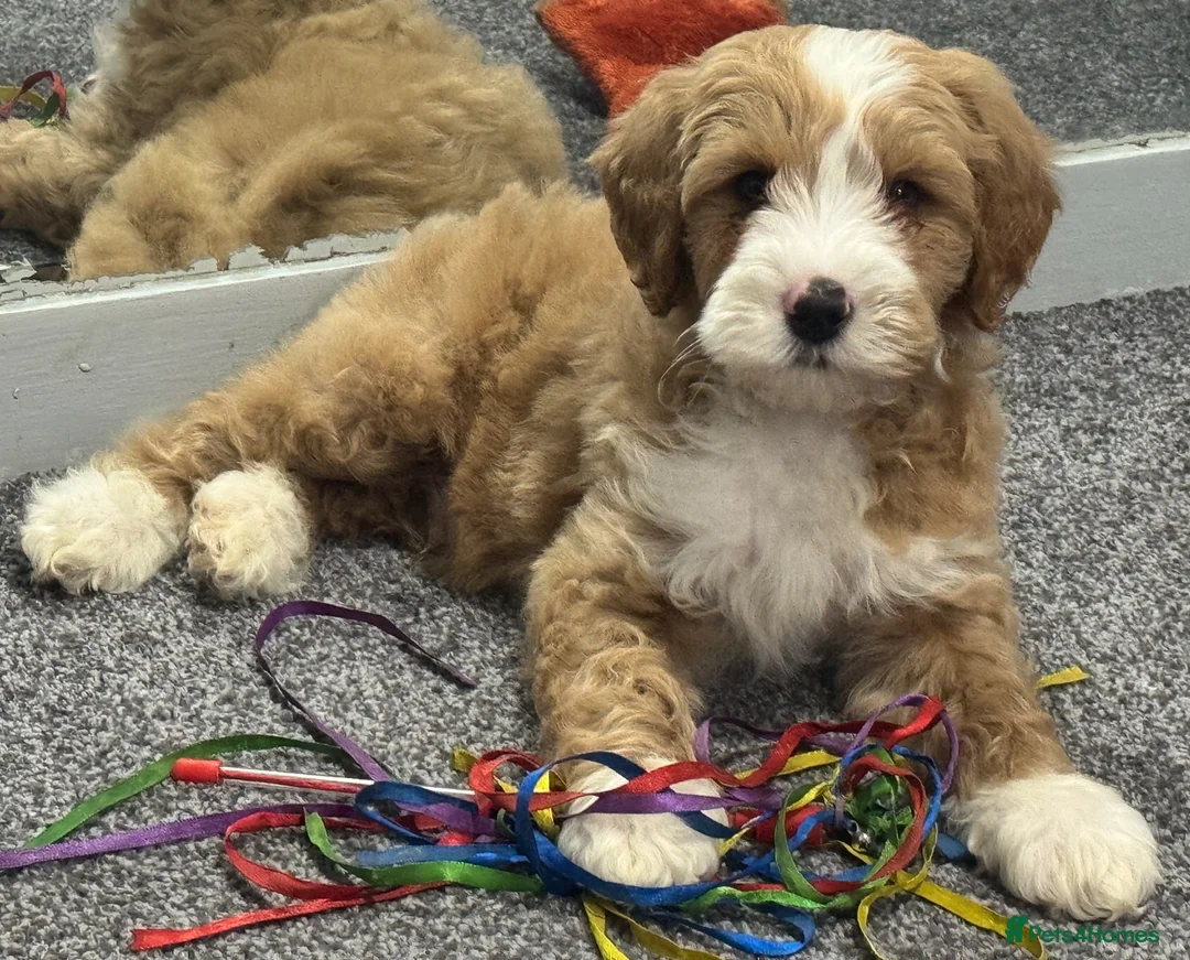 Australian Labradoodle dogs for sale: Multi-Gen Australian Labradoodle Puppies - Advert 4