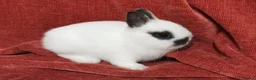 Netherland Dwarf rabbits for sale: Tiny Netherland Dwarf - LAST ONE + Hay/Food/Treats - Advert 2
