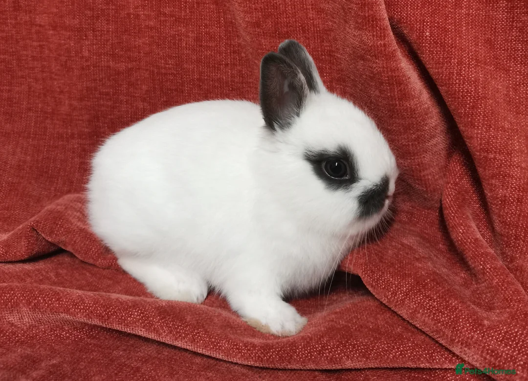 Netherland Dwarf rabbits for sale: Tiny Netherland Dwarf - LAST ONE + Hay/Food/Treats - Advert 2