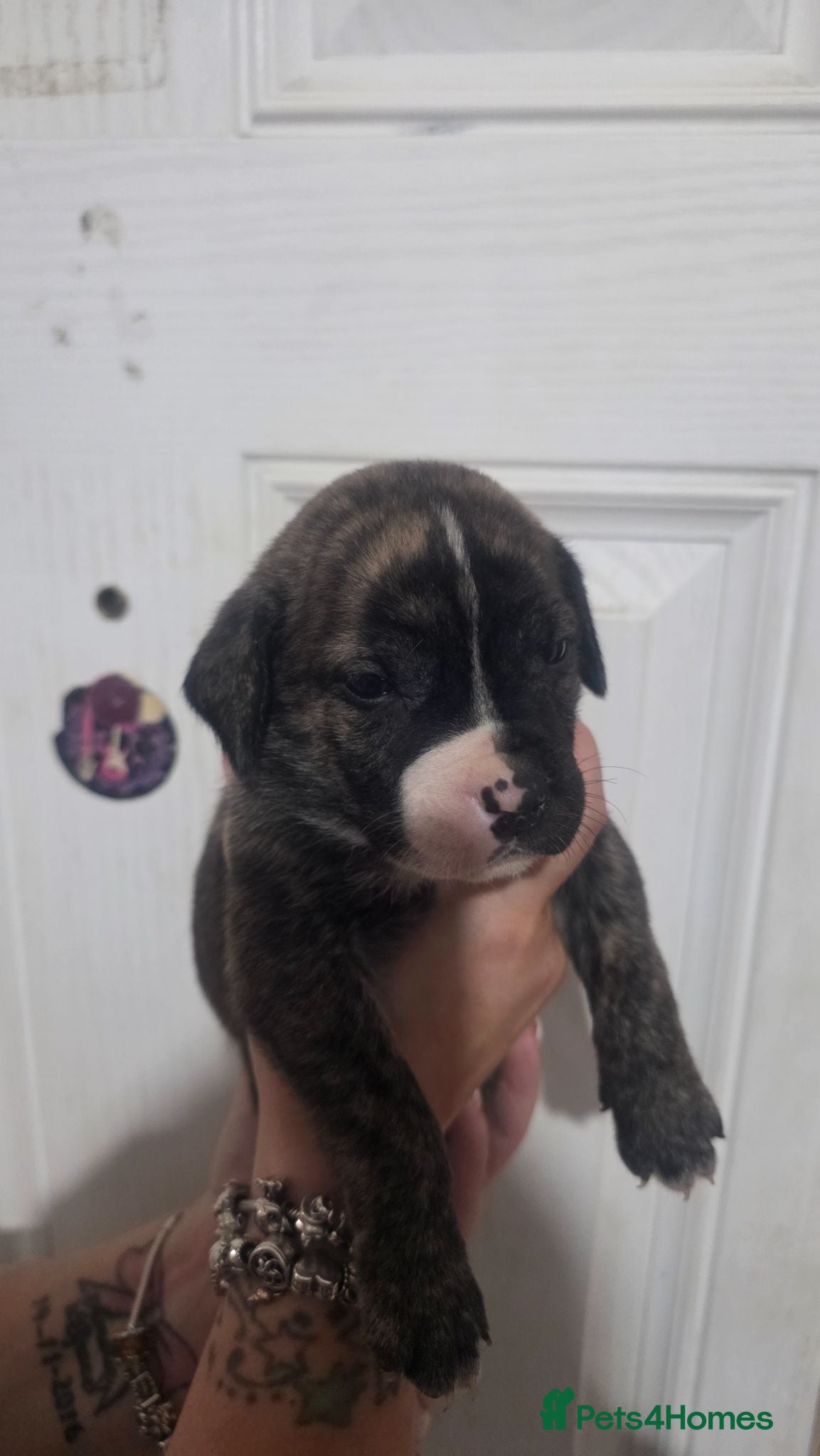 Mixed Breed dogs Pure Pressa canario x pure American p bully pups  - Advert 2
