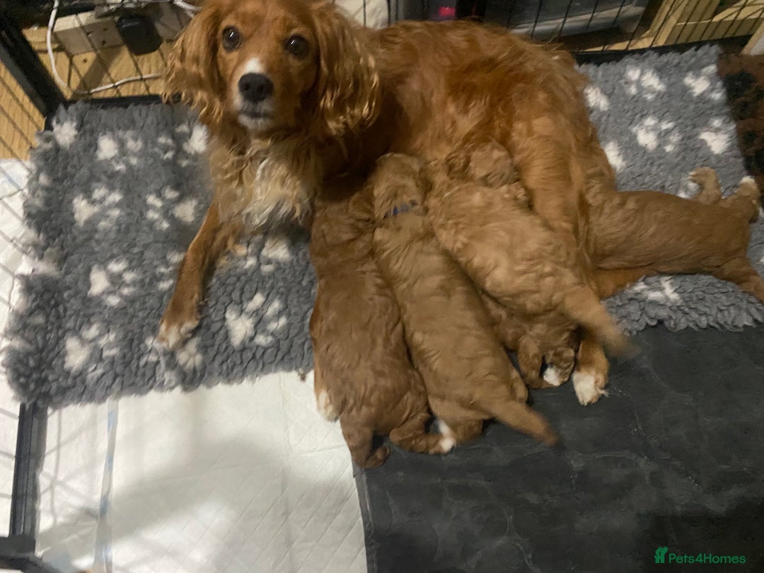 Cavapoo dogs for sale: Cavapoo pup F1b - Advert 4