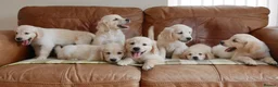 Golden Retriever dogs for sale: Quality Health Tested KC Golden Retrievers - Advert 12
