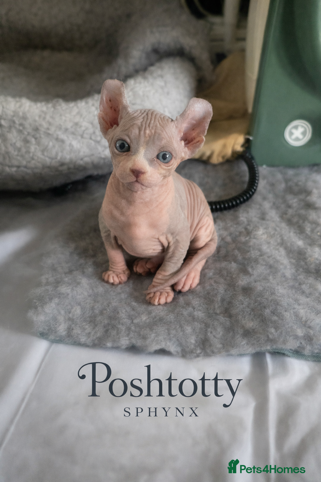 Sphynx cats Elf Kittens  - Advert 2