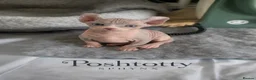 Sphynx cats for sale: Poshtotty Elf Sphynx – Last Stunning Boy Available - Advert 9