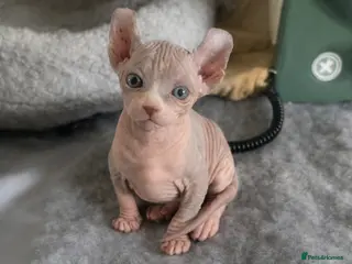 Sphynx cats Elf Kittens - Advert 2