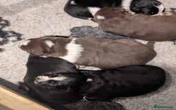 Border Collie dogs for sale: Collie mix puppies looking for their families! - Image 6