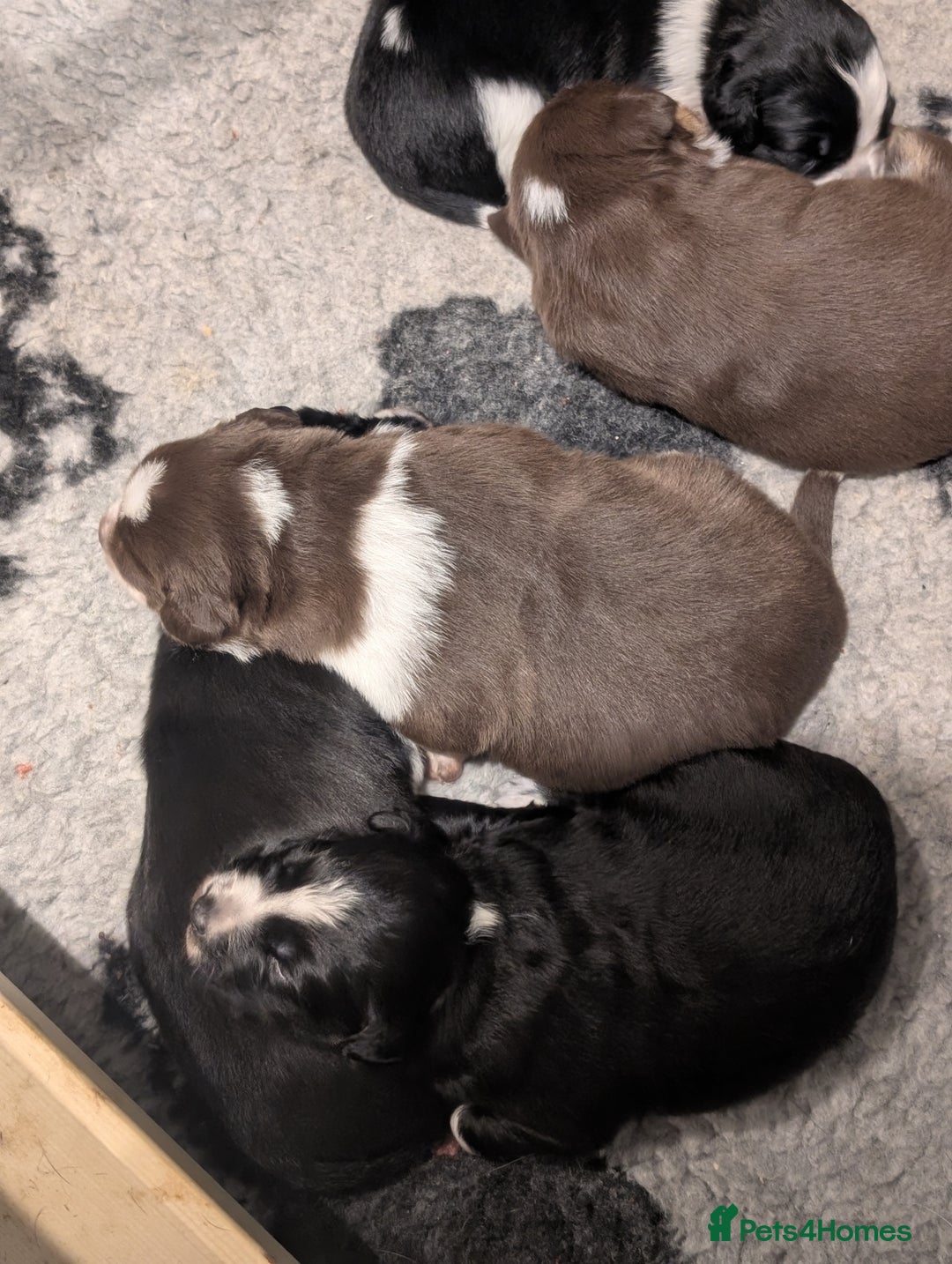 Border Collie dogs for sale: Collie mix puppies looking for their families! - Image 6