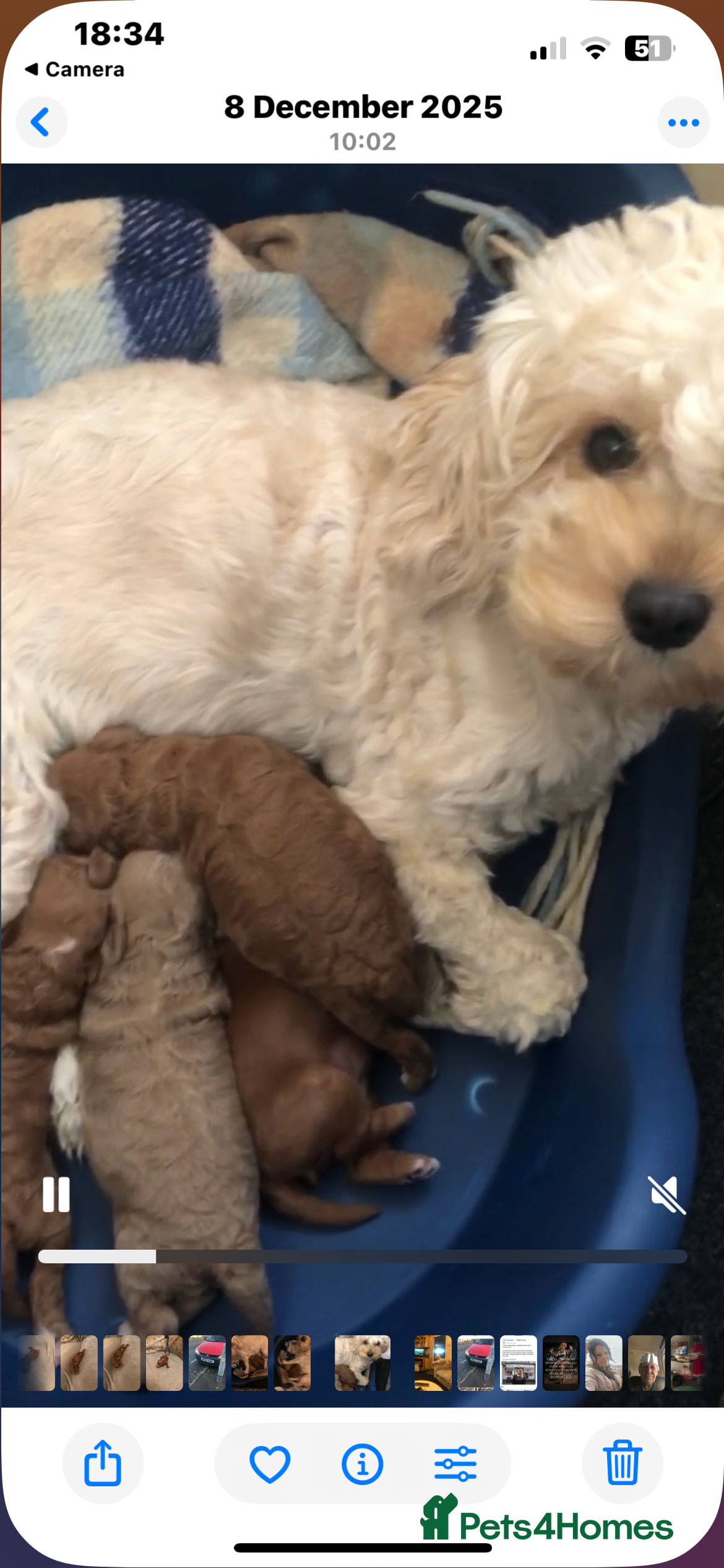 Cavapoo dogs Cavapoo  - Advert 5