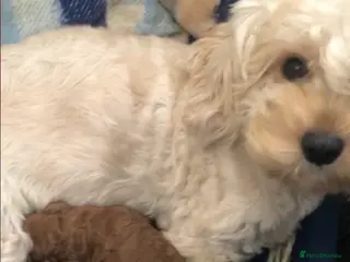 Cavapoo dogs Cavapoo puppies - Advert 4