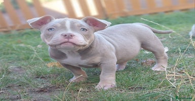 American Bully dogs - Advert 4