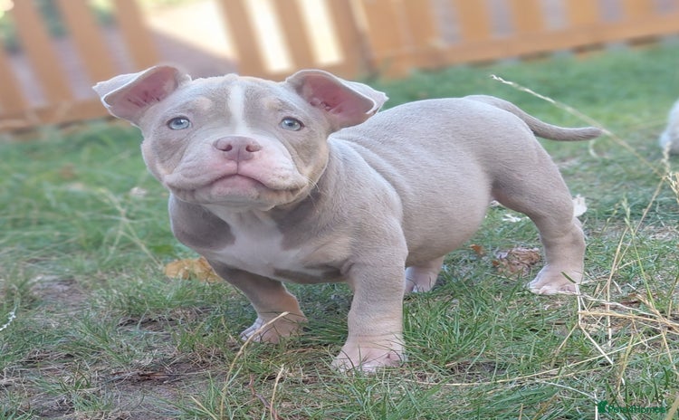 American Bully dogs - Advert 1