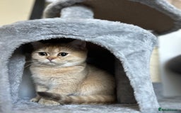 British Shorthair cats for sale: Chunky TICA ACTIVE Golden British Shorthair - Image 7