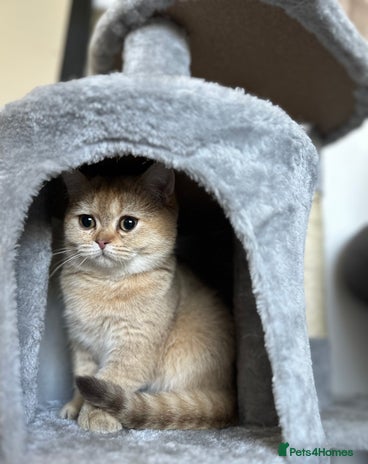 British Shorthair cats - Advert 4