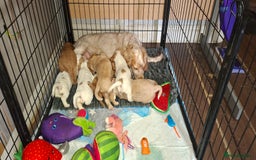Cocker Spaniel dogs for sale: Beautiful kc registered working cocker pups  - Image 4