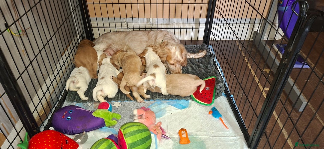 Cocker Spaniel dogs for sale: Beautiful kc registered working cocker pups  - Image 4