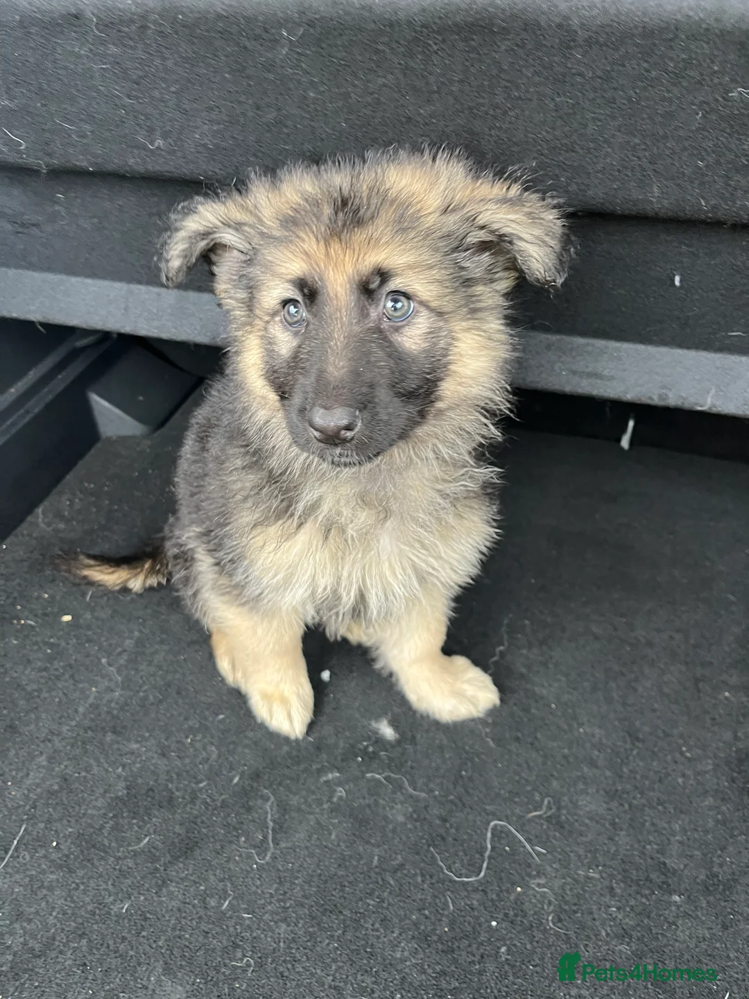 German Shepherd dogs for sale: Beautiful KC Reg Straight Back German Shepherds🐾 - Advert 14