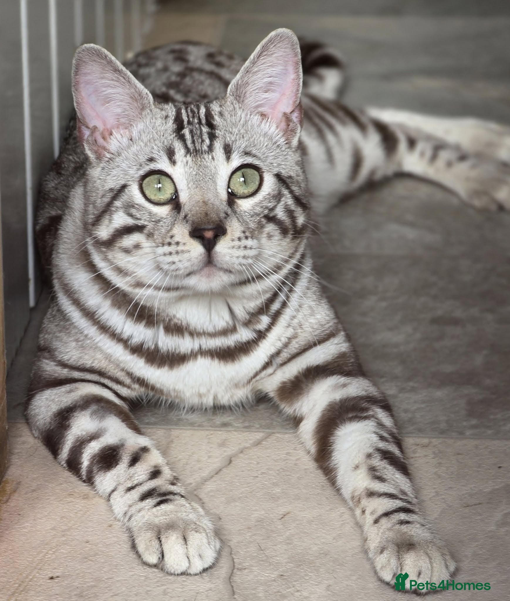 Bengal cats Gorgeous Silver Sepia Rosetted Active Boy - Advert 5