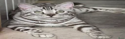 Bengal cats for sale: Gorgeous Silver Sepia Rosetted Active Boy - Advert 2