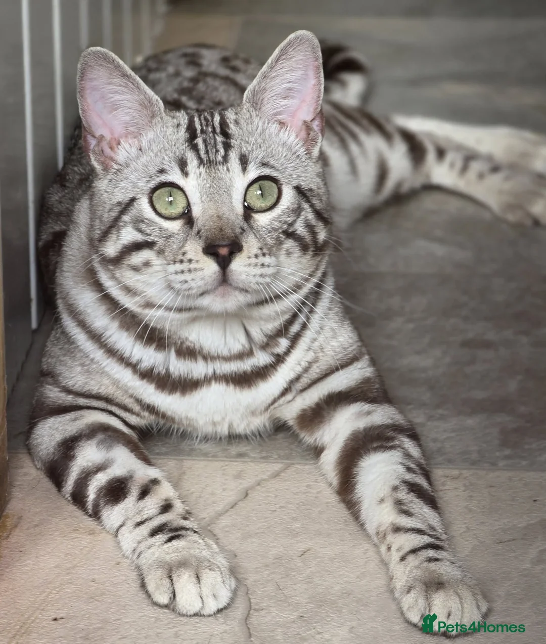 Bengal cats for sale: Gorgeous Silver Sepia Rosetted Active Boy - Advert 2