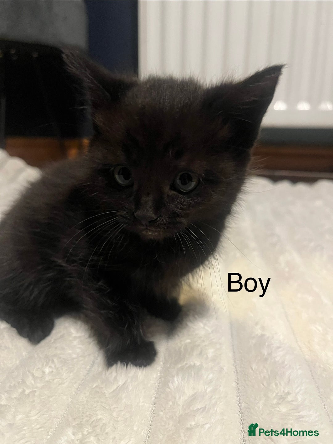 Mixed Breed cats for sale: Black kittens for sale - Advert 5