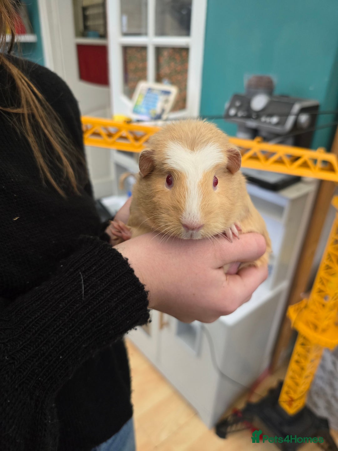 Guinea Pig rodents for sale: Female guineapigs for sale  - Advert 3
