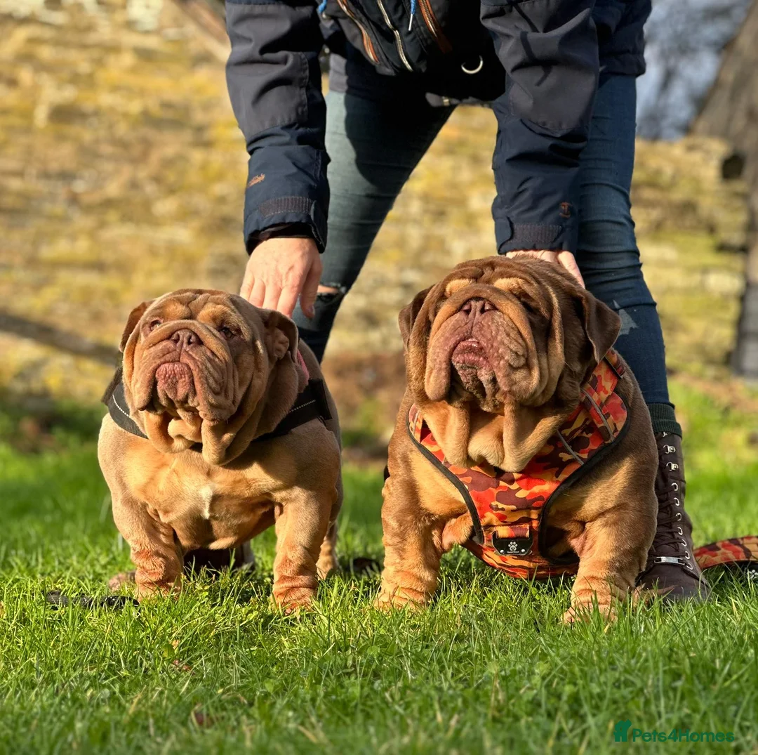 English Bulldog dogs for sale: English Bulldog  in Saltburn-by-the-Sea - Advert 7