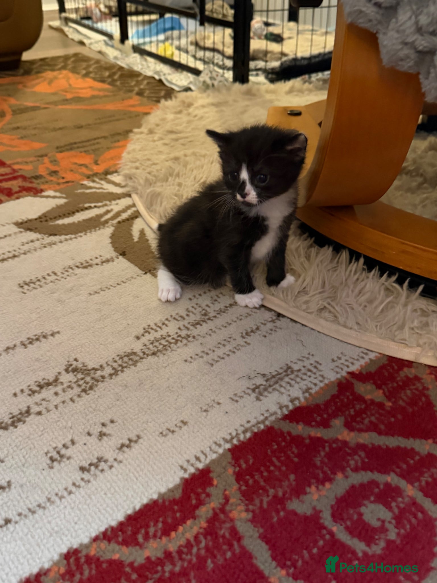 Mixed Breed cats for sale: Kittens for sale  - Advert 8