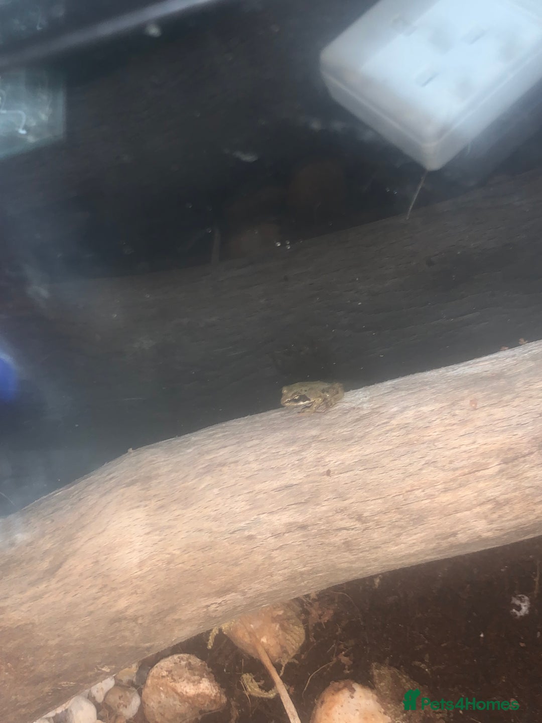 Frog reptiles for sale: Frog for sale  - Image 5