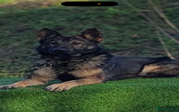 German Shepherd dogs for sale: Health Tested Puppy  - Image 6