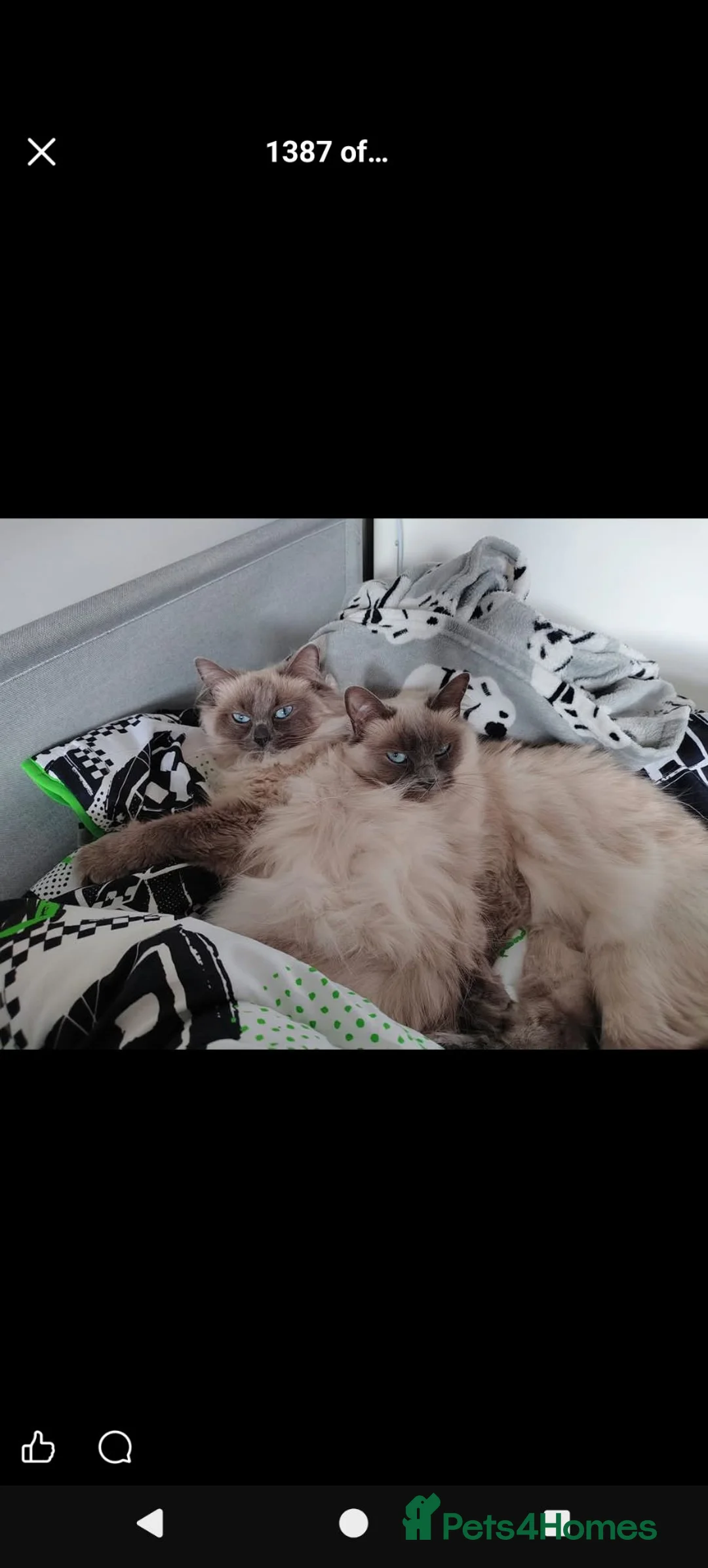 Ragdoll cats for sale: Chunky Female Mitted Ragdoll Kitten – Ready Now 🩷 - Advert 12