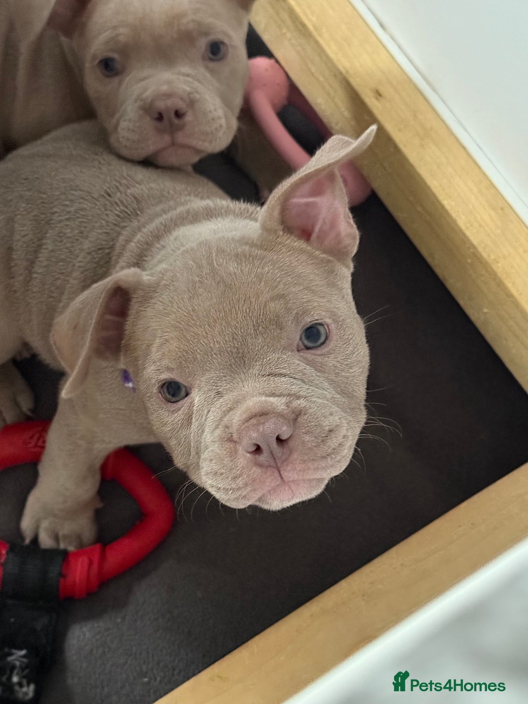 American Bully dogs for sale: Pocket bully  - Image 13