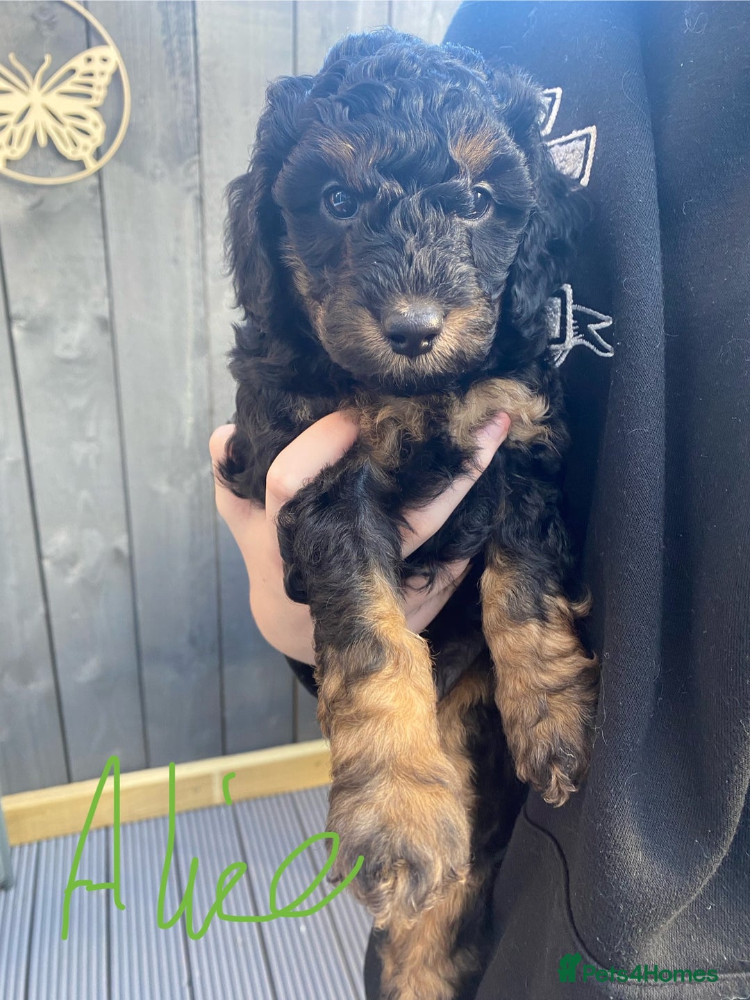 Cockapoo dogs for sale: Cockapoo x Toy Poodle puppies Phantom coloured - Image 4