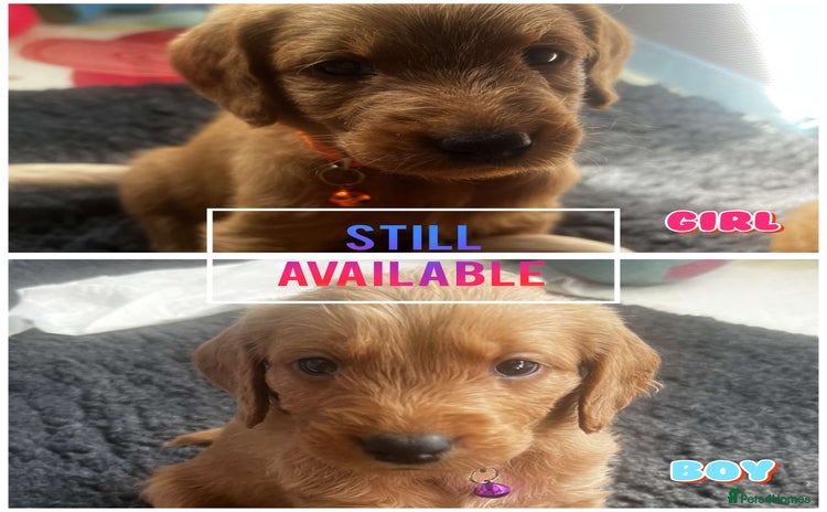 Labradoodle dogs - Advert 6