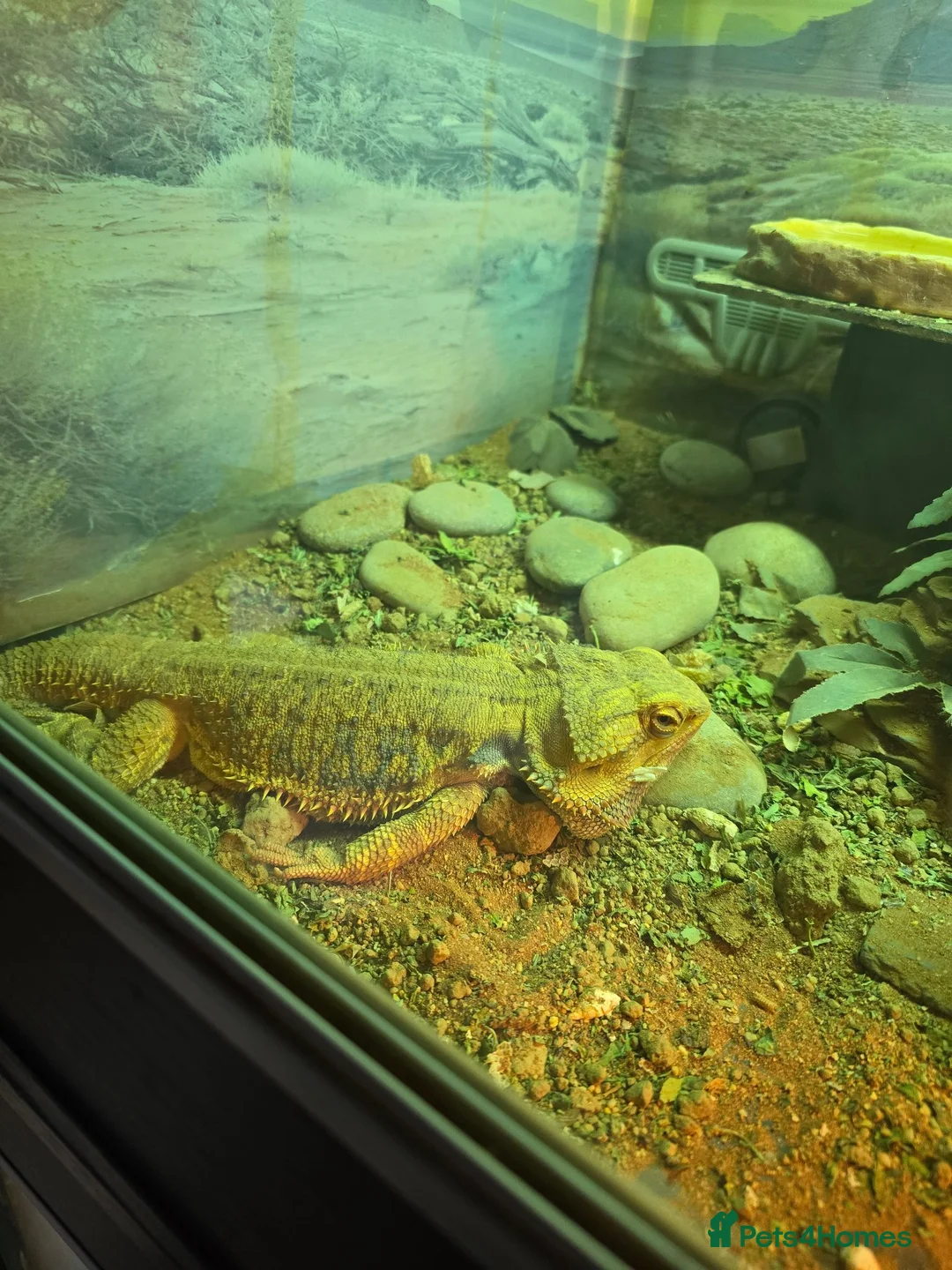 Bearded Dragon reptiles for sale: Two Bearded dragons - Advert 2