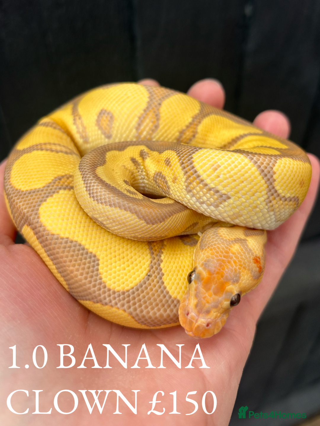 Python Snake reptiles for sale: Royal Pythons stunning morphs  - Image 1