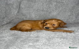 Golden Retriever dogs for sale: Beautiful chunky golden retriever’s  - Image 3