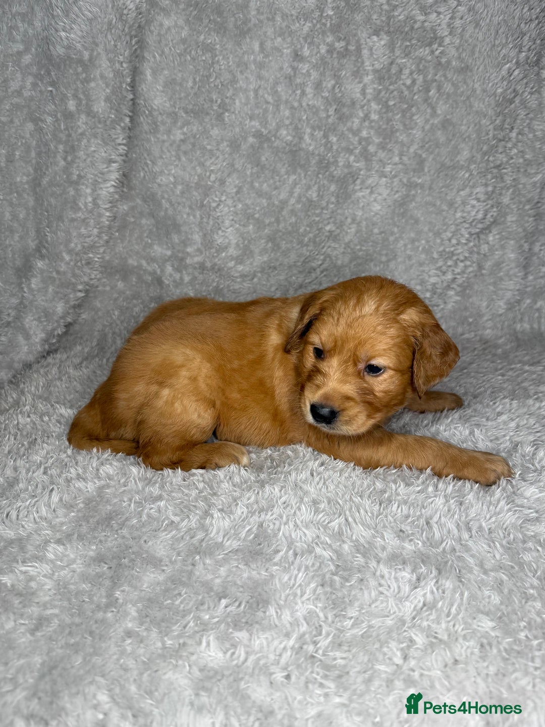 Golden Retriever dogs for sale: Beautiful chunky golden retriever’s  - Image 3