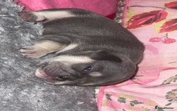 French Bulldog dogs for sale: 🐾 adorable French bulldog puppies for sale 🐾 - Image 10