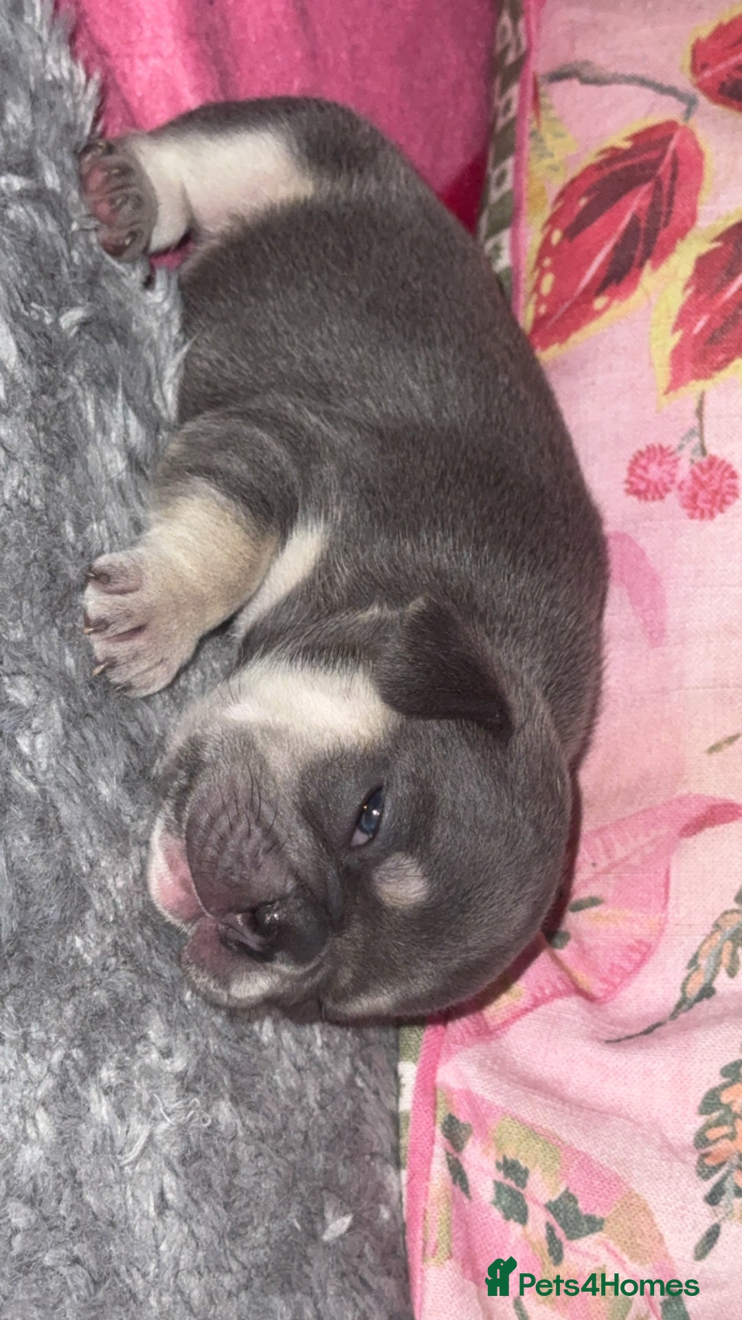 French Bulldog dogs for sale: 🐾 adorable French bulldog puppies for sale 🐾 - Image 10