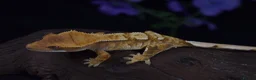 Gecko reptiles for sale: High end crested geckos - Advert 10