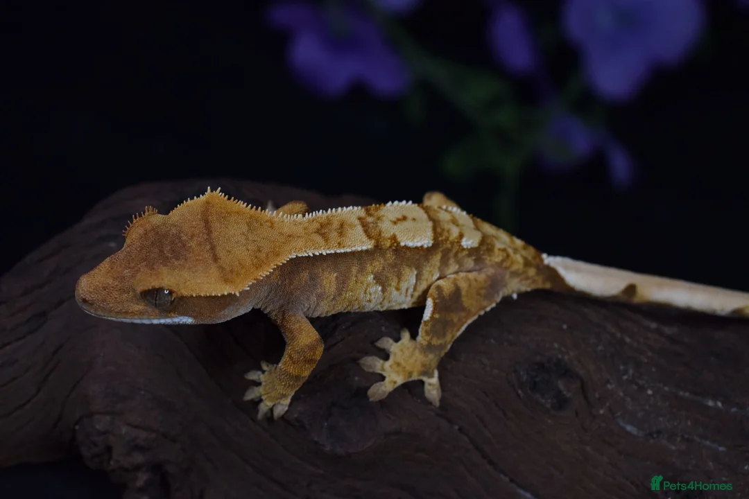 Gecko reptiles for sale: High end crested geckos - Advert 10