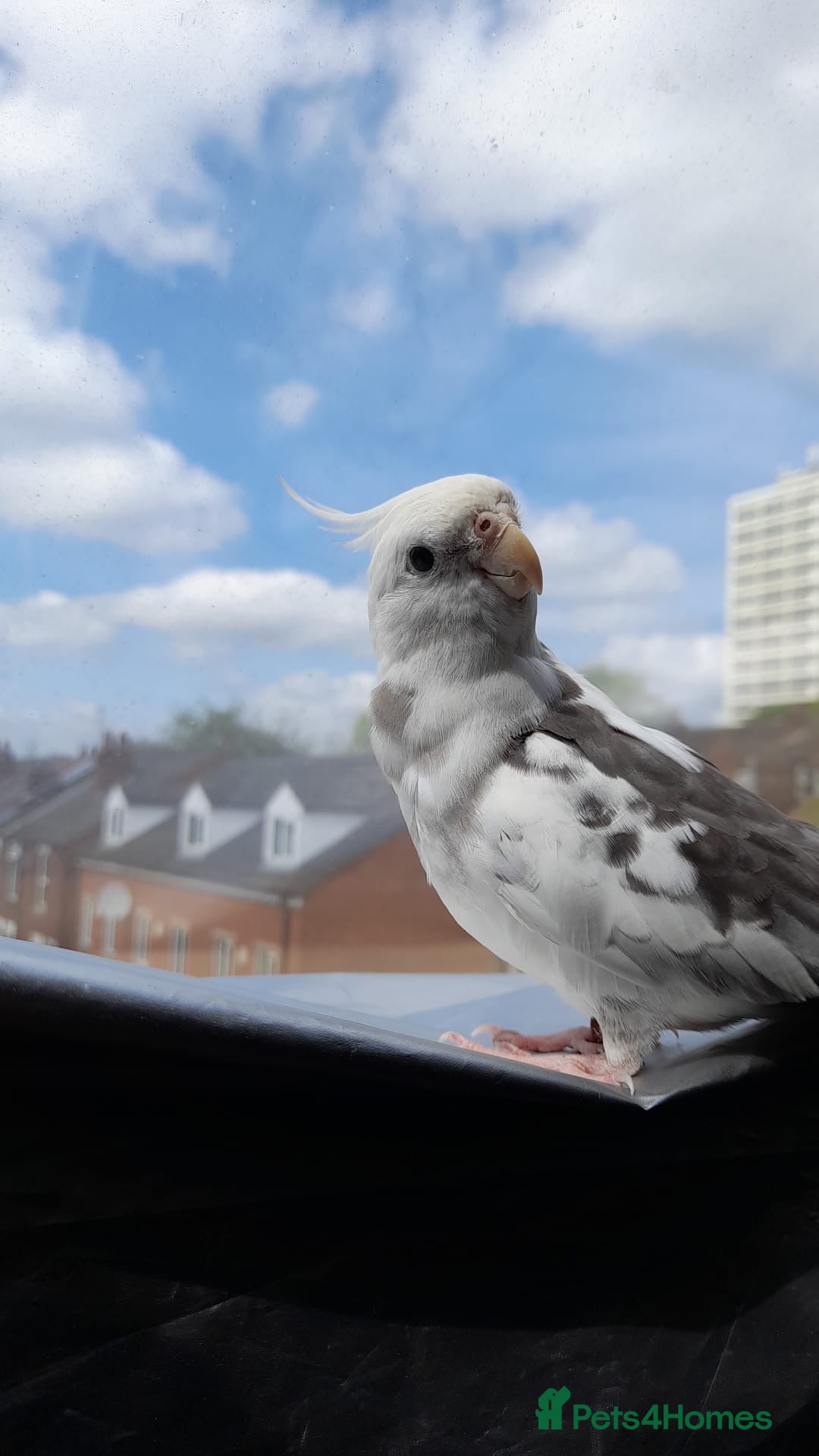Cockatiels birds Hand-reared Silly Male Cockatiel Needing Rehoming in Rotherham - Advert 2