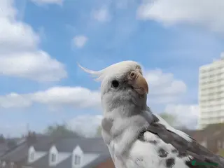 Cockatiels birds Hand-reared Silly Male Cockatiel Needing Rehoming in Rotherham - Advert 2