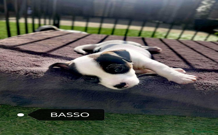 Jack Russell dogs - Advert 5