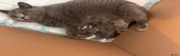 British Shorthair cats for sale: 3  British Shorthair Kittens – Champion Pedigree - Advert 38