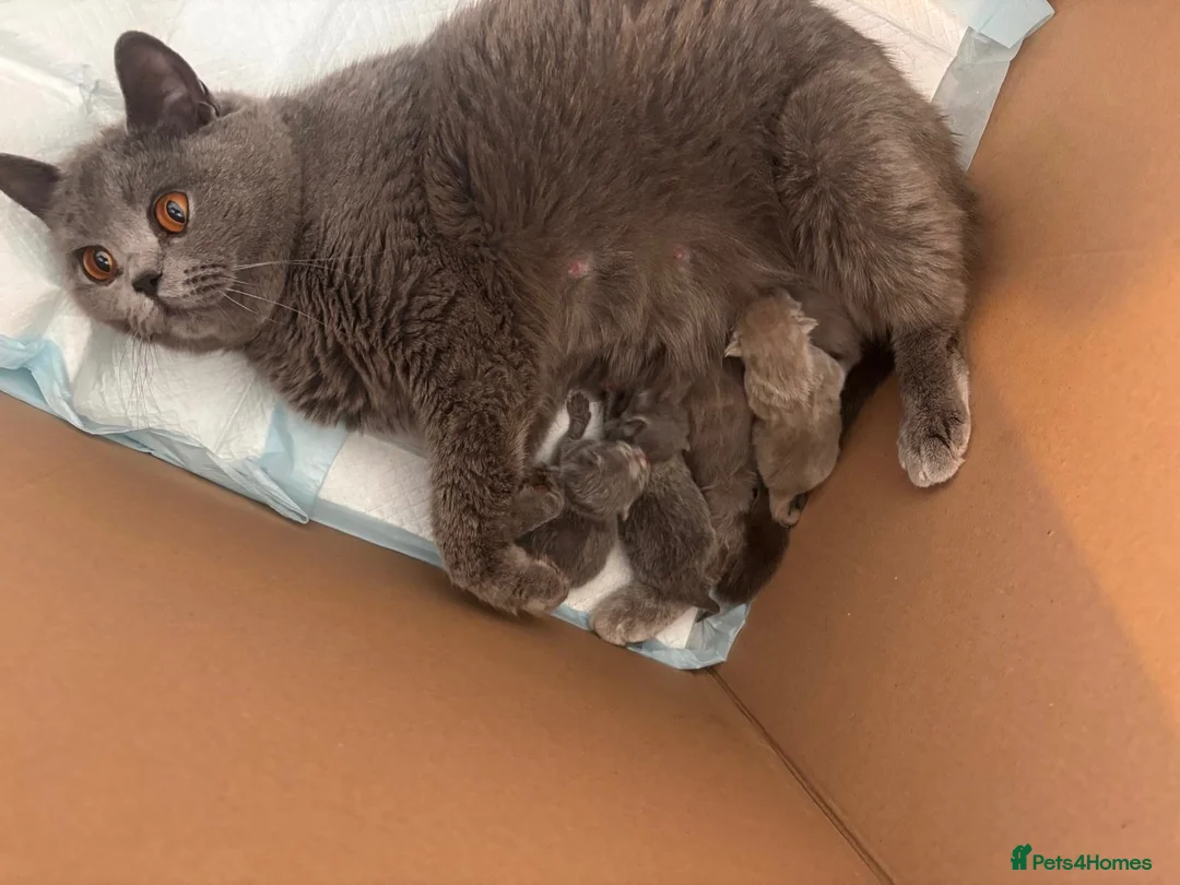 British Shorthair cats for sale: 3  British Shorthair Kittens – Champion Pedigree - Advert 38