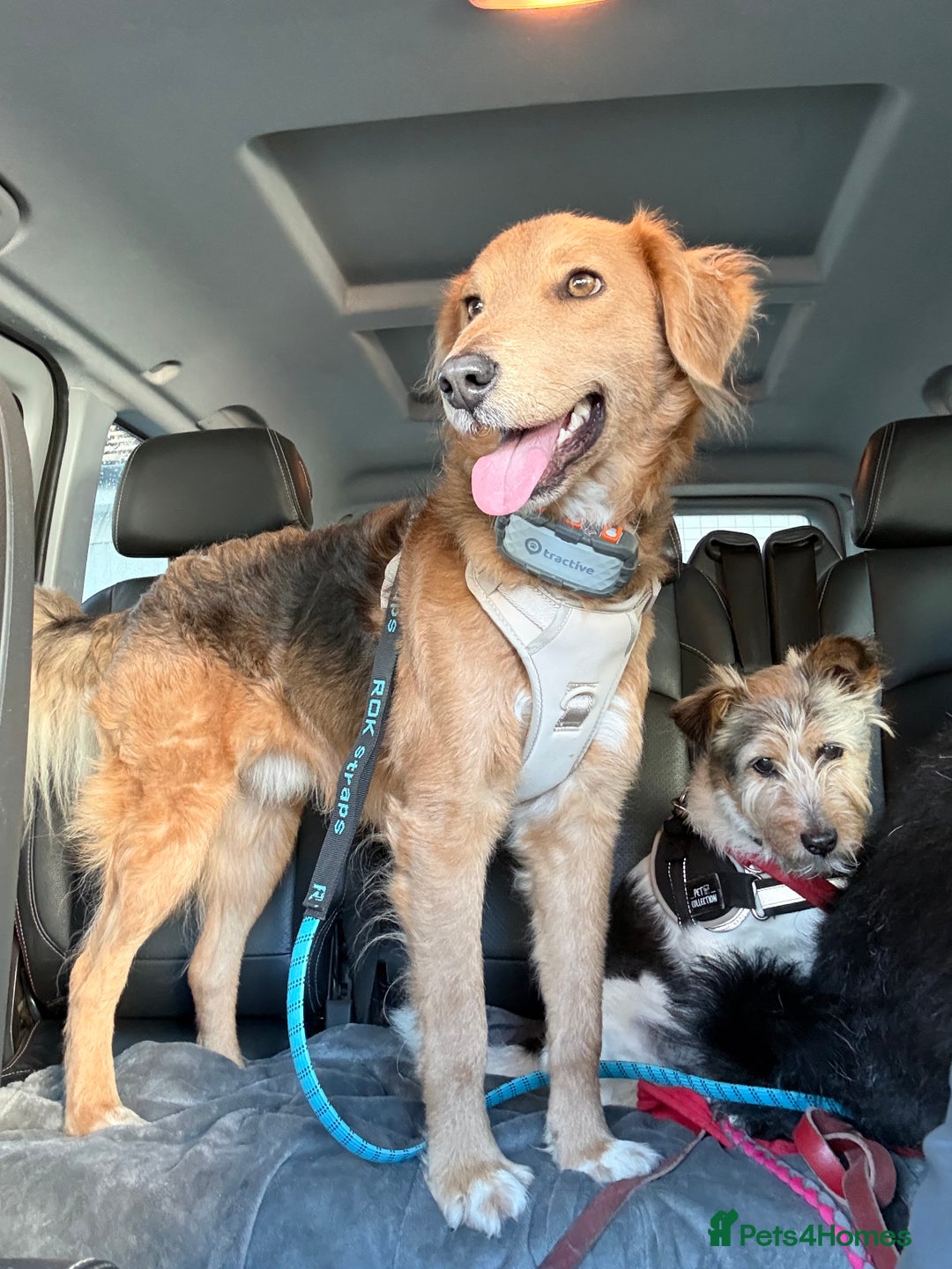 Mixed Breed dogs for adoption: Sweet Nathan Is looking for Love  - Image 16