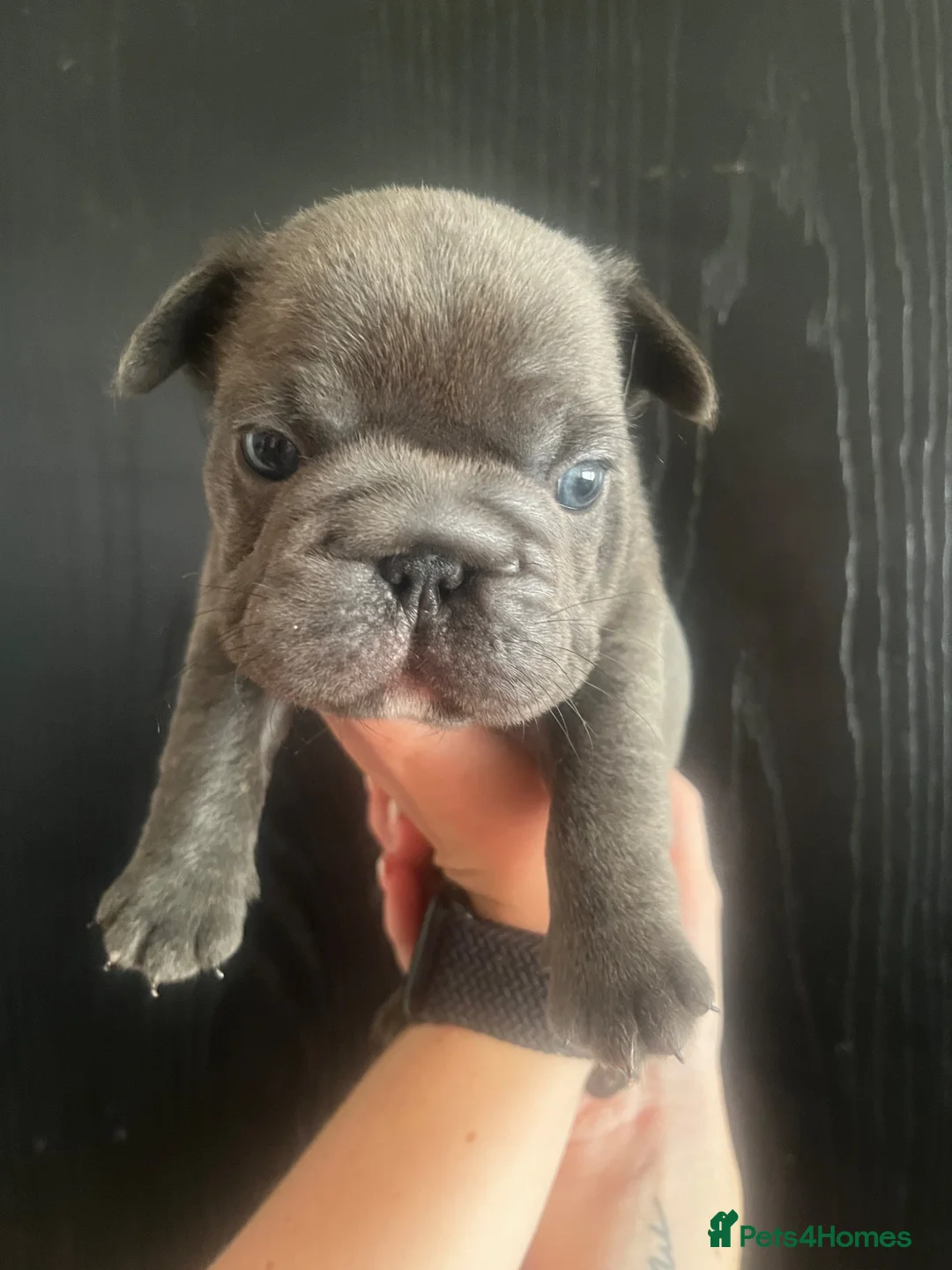 French Bulldog dogs for sale: French bulldog puppies - Advert 7