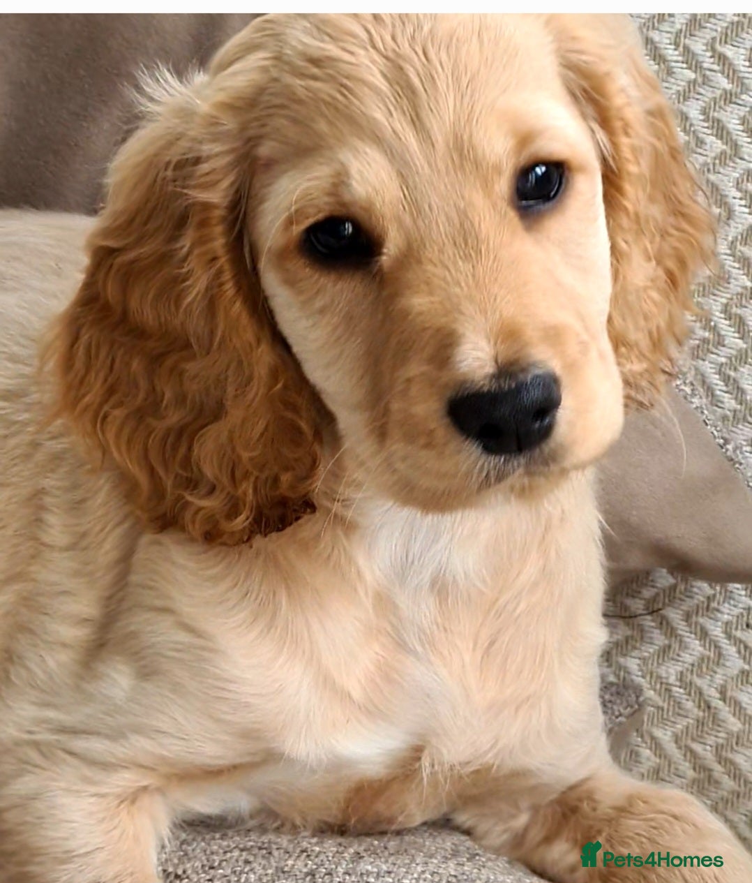 Cockapoo dogs Show cocker/cockerpoo  - Advert 2